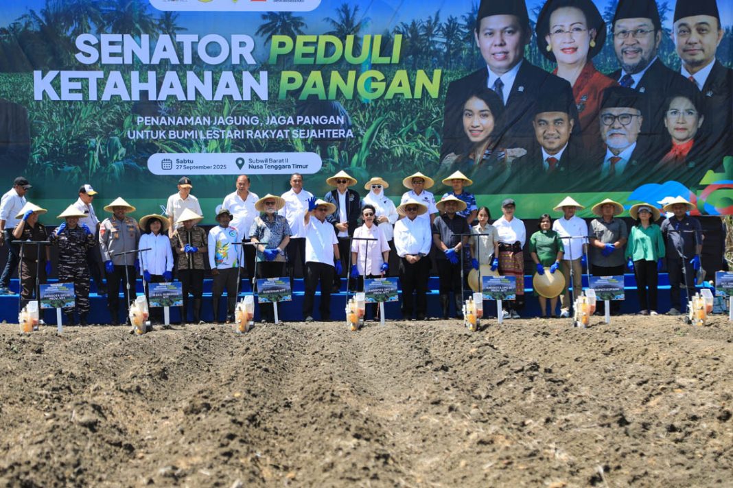 Tanam Jagung di NTT-04-upload
